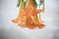 AngelÃ¢â¬â¢s trumpet(Brugmansia x candida Pers) Royalty Free Stock Photo